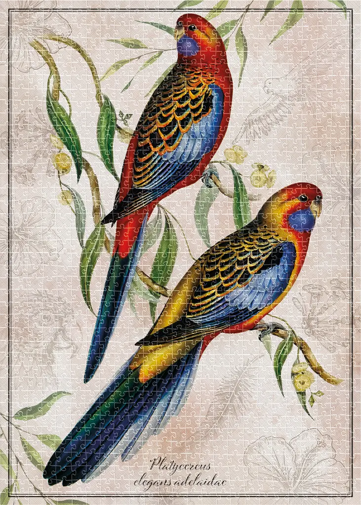 Puzzle 1000 Birds 1 Platycercus Elegans Adelaidae 5902277405173 plansza 72ppi.webp