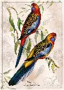 Puzzle 1000 Birds 1 Platycercus gans Ad idae 5902277405173 plansza_bez_wykrojnika 72ppi.webp