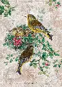Puzzle 1000 Birds 2 Chloris Chloris 5902277405180 plansza 72ppi.webp