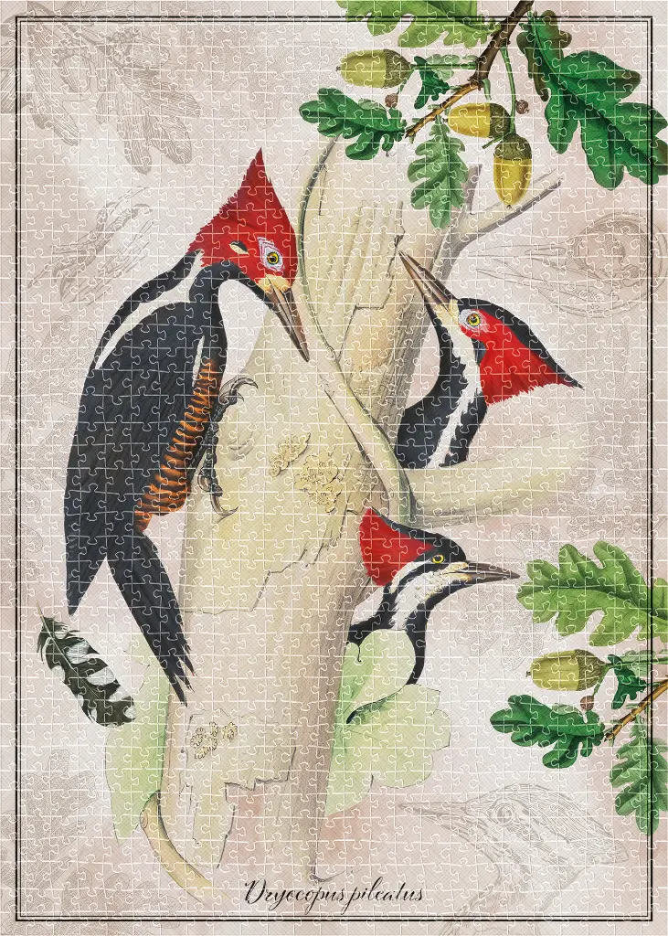 Puzzle 1000 Birds 3 Dryocopus Pileatus 5902277405197 plansza 72ppi.webp