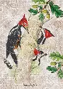 Puzzle 1000 Birds 3 Dryocopus Pileatus 5902277405197 plansza 72ppi.webp