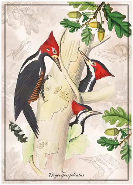 Puzzle 1000 Birds 3 Dryocopus Pileatus 5902277405197 plansza_bez_wykrojnika 72ppi.webp