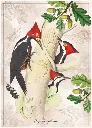 Puzzle 1000 Birds 3 Dryocopus Pileatus 5902277405197 plansza_bez_wykrojnika 72ppi.webp
